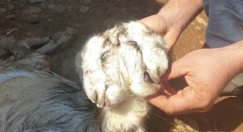 Çift başlı oğlak yaşama tutunamadı