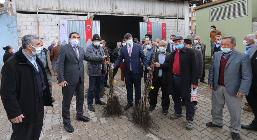 Çiftçilere 4 bin adet ceviz fidanı dağıtıldı