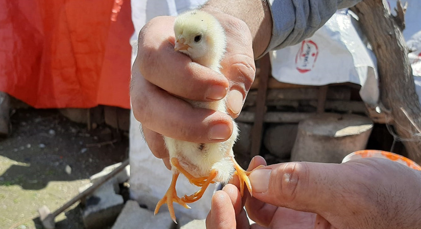 Osmaniye’de Dört ayaklı civciv, görenleri şaşırttı