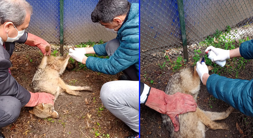 Osmaniye’de Yaralı çakal tedavi edildi