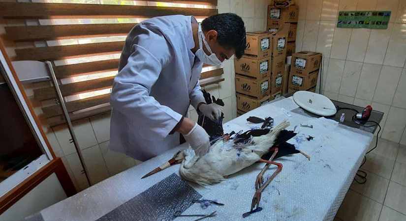 Yüksek gerilim hattına takılarak yaralanan leyleğin kanadı kesildi