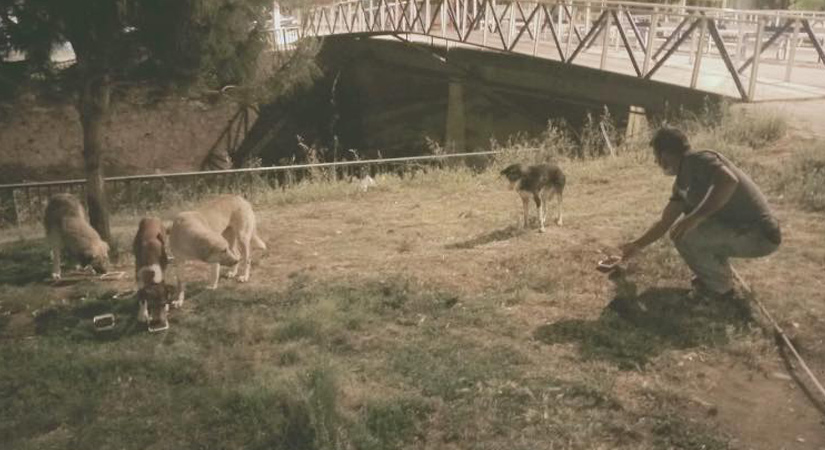Düziçi Belediyesi sokak hayvanlarını aç bırakmıyor