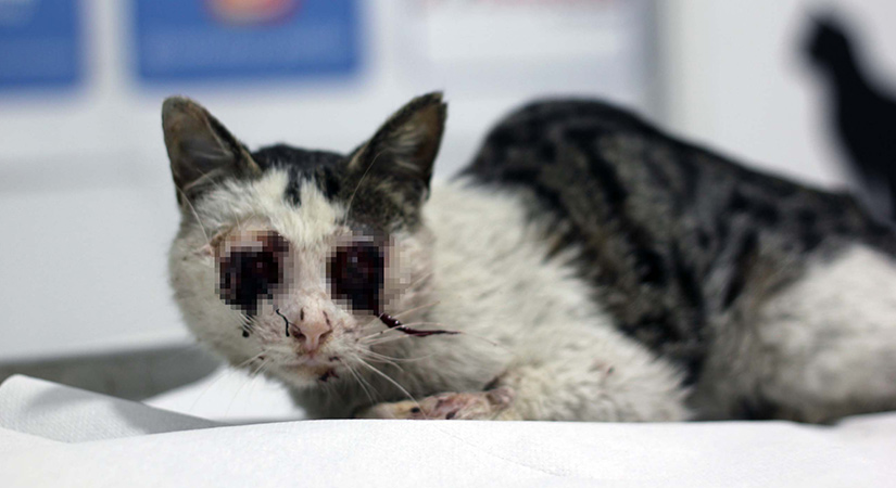 Göz küreleri yerinden çıkmış halde bulunan kedi, tedavi edildi