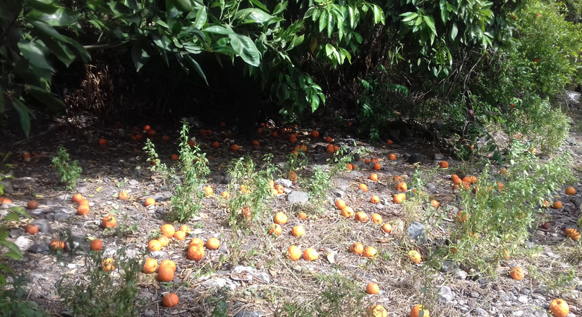 Köylünün ürünü toprakta çürüyor