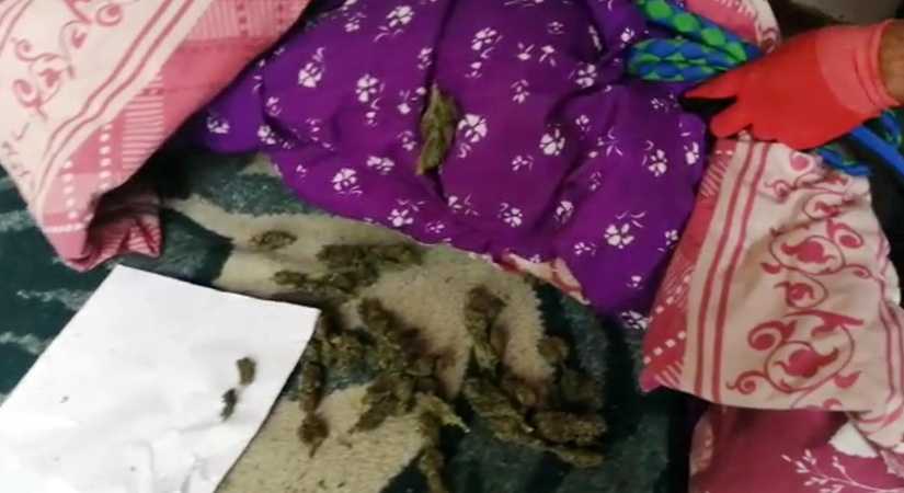 Bahçesinde kenevir yetiştirmekten tutuklandı