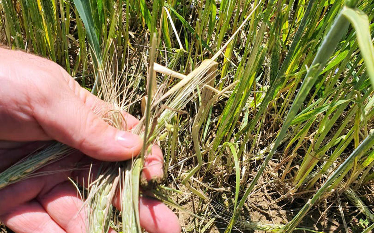 Kocaeli’de doludan tarlaları zarar gören çiftçilere destek