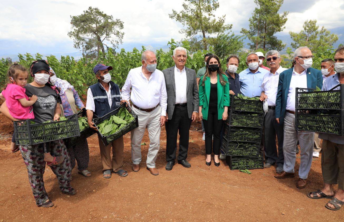 Muğlalı üreticilerin yüzü güldü