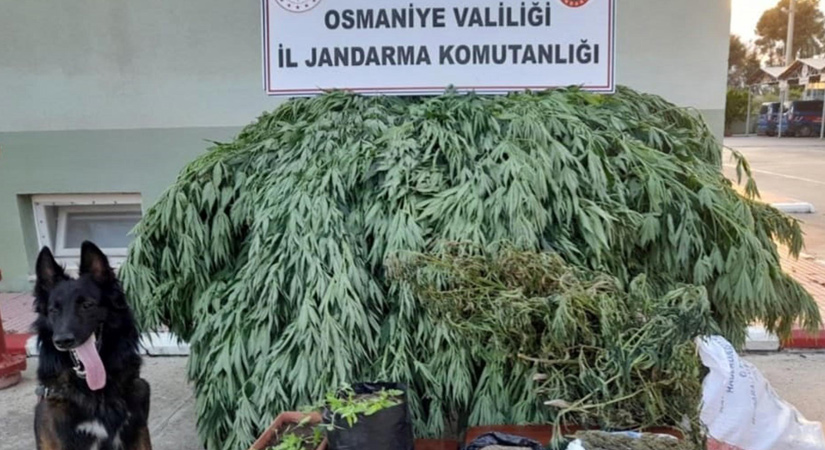 Evinde Hint keneviri yetiştiren şüpheli tutuklandı