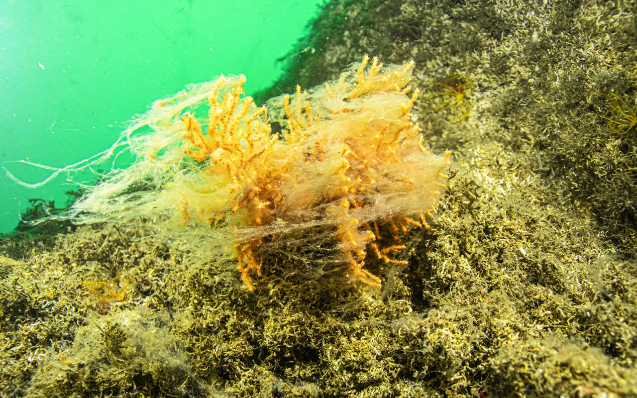 Marmara belediyeleri ‘müsilaj’ için toplandı