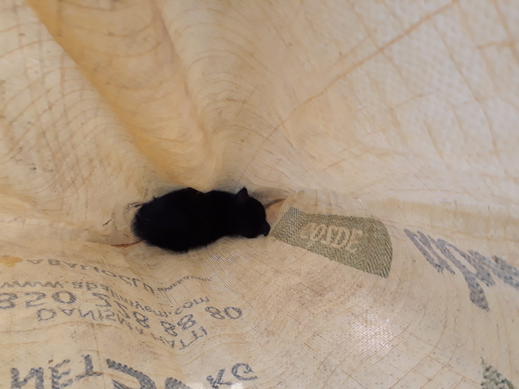 Aydın’da kuyuya düşen kediyi ekipler kurtardı