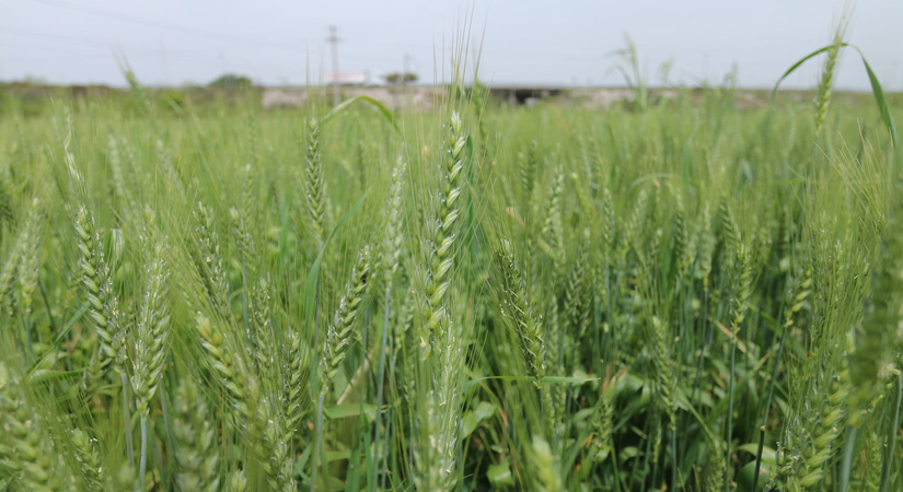 Yerli buğday çeşitlerinin ekimi yapıldı