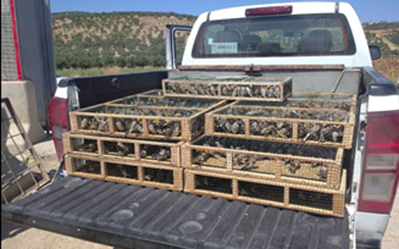 Hatay’da koruma altındaki 3 bin 754 saka kuşu korumaya alındı