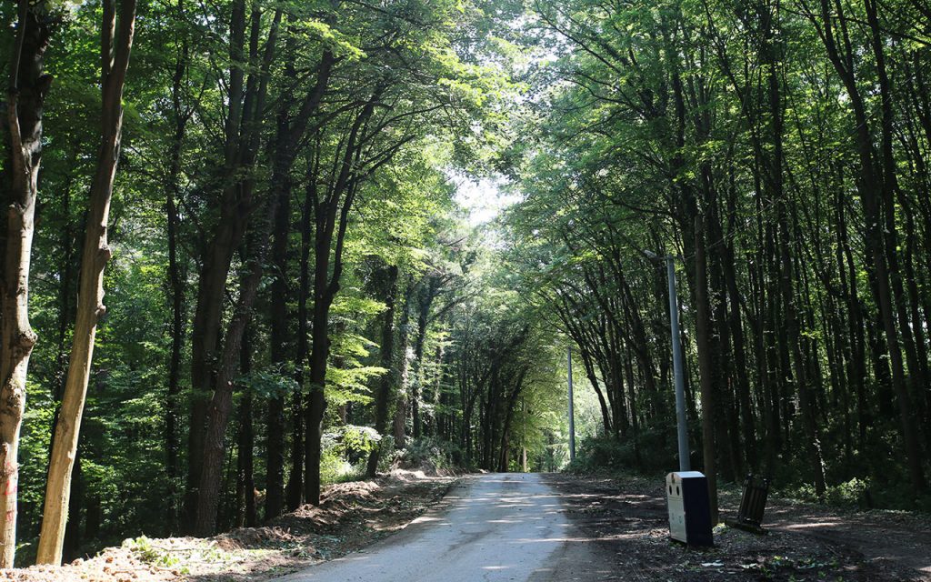 Sakarya ‘orman’a dokundu, güzelleştirdi