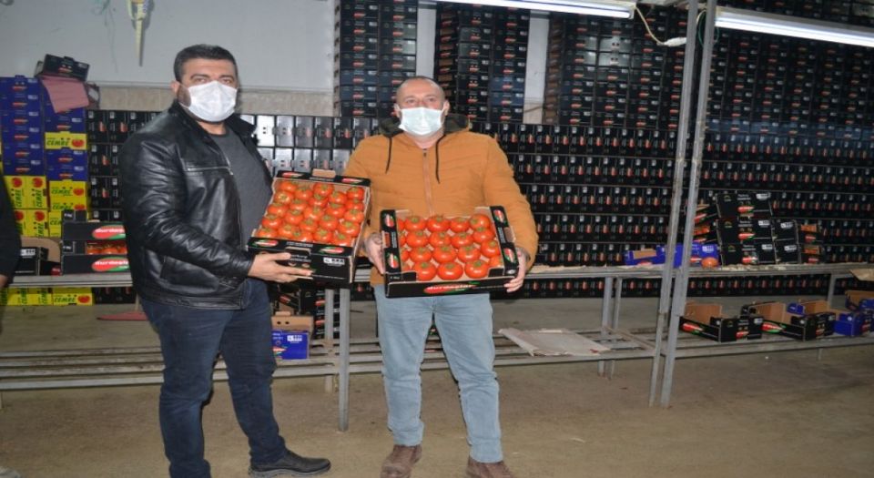 Fethiyeli üreticilerin domates sevinci