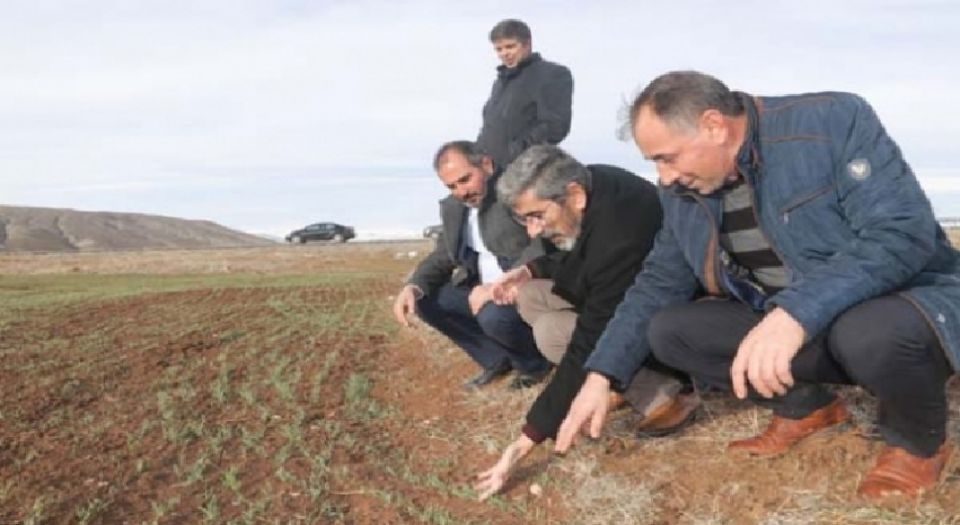 Son yağışlar Sivaslı çiftçiye can suyu oldu