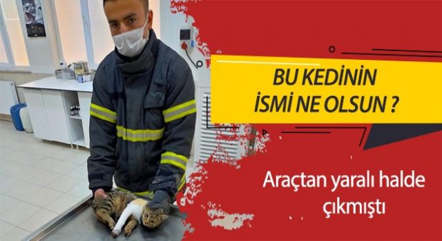 Kedinin ismine Aksaray karar verecek 